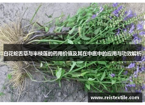 白花蛇舌草与半枝莲的药用价值及其在中医中的应用与功效解析
